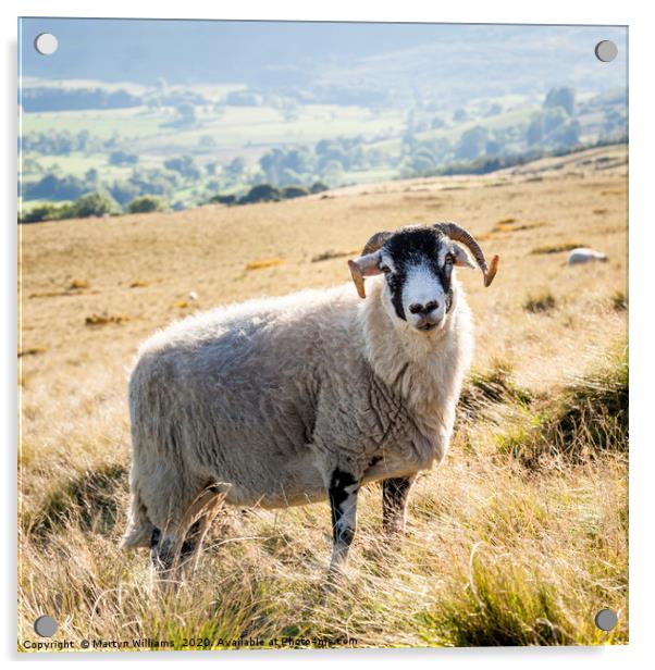 Black Faced Sheep, Derbyshire Acrylic by Martyn Williams
