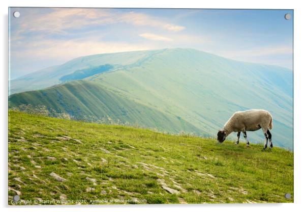 Sheep On Mam Tor Acrylic by Martyn Williams