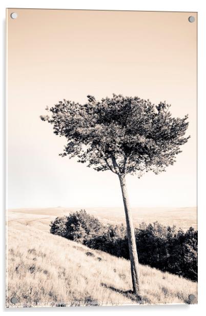 Pine Tree, Peak District Acrylic by Martyn Williams