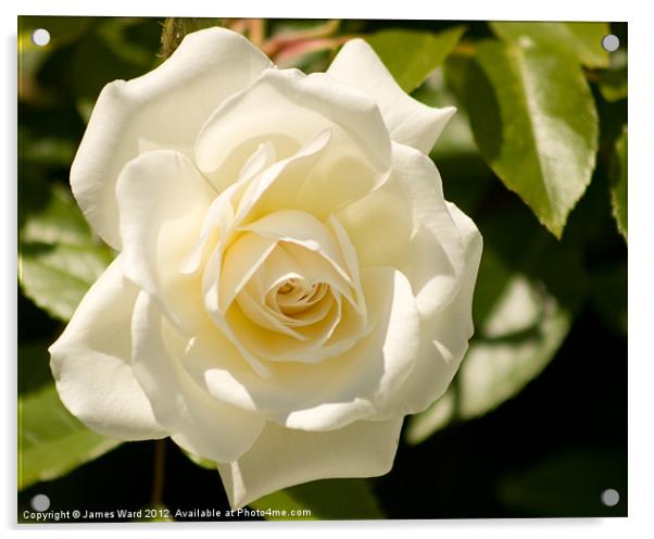 White Rose Acrylic by James Ward