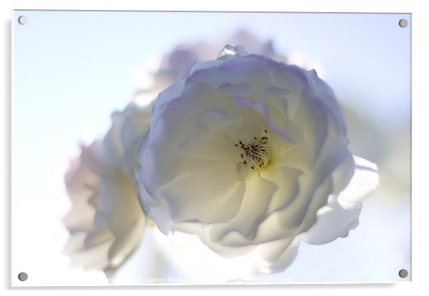 Soft White Rose Acrylic by James Ward