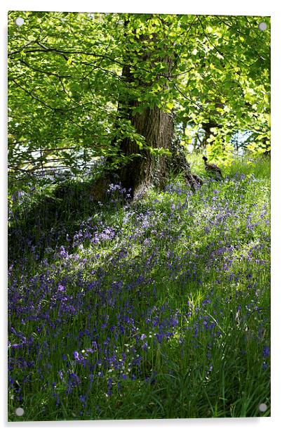 Bluebells in Wales Acrylic by James Ward