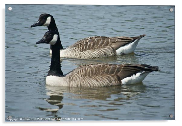 Canadian Geese Acrylic by John Ellis