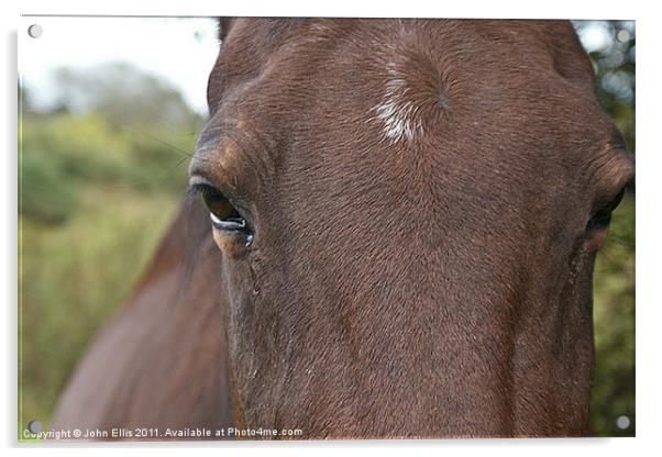 Horsey Tears Acrylic by John Ellis
