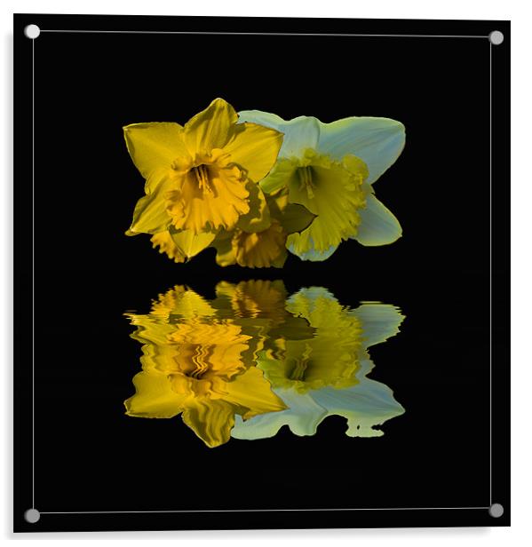 Daffodil Reflections Acrylic by John Ellis