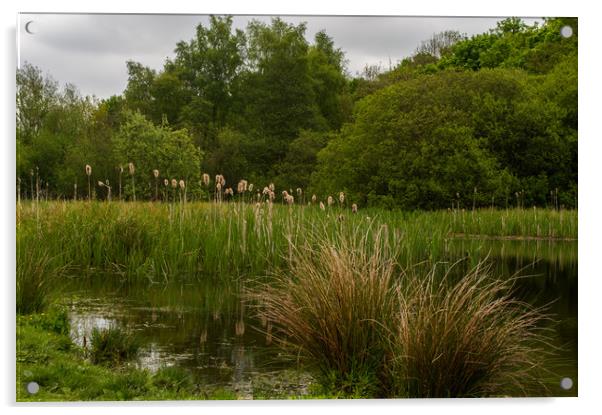 Ryton Willows Nature Reserve Acrylic by John Ellis