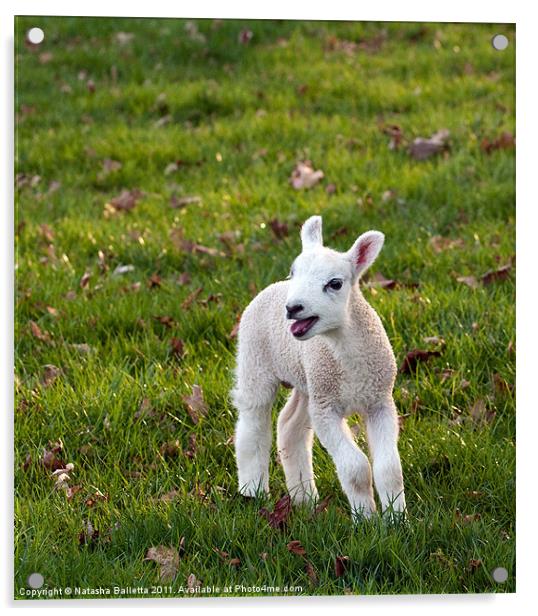 Spring Lamb Acrylic by Natasha Balletta