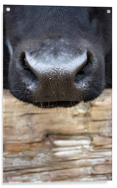 Nosey Cow Acrylic by zoe jenkins
