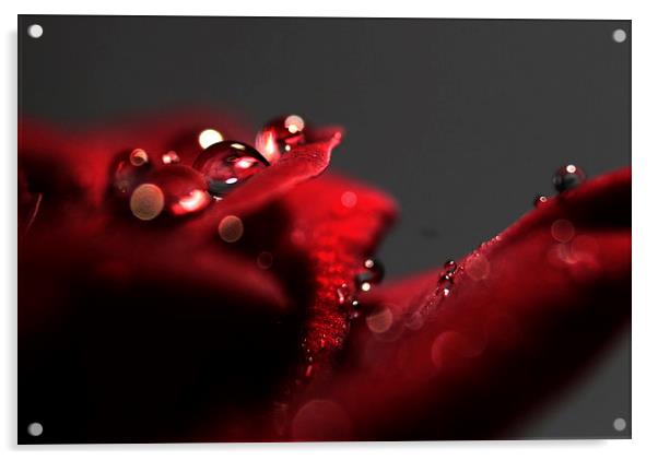 Sparkling Rose Acrylic by zoe jenkins
