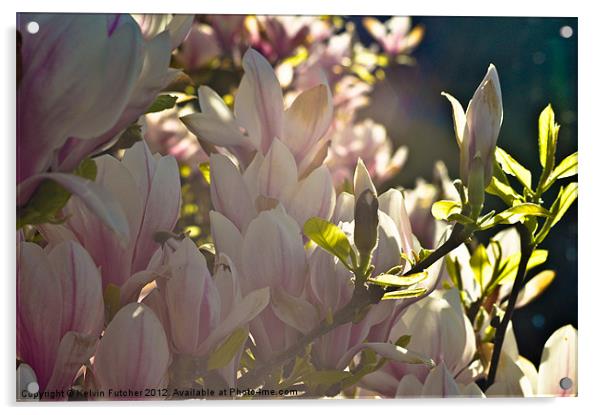 Magnolia in Bloom Acrylic by Kelvin Futcher 2D Photography