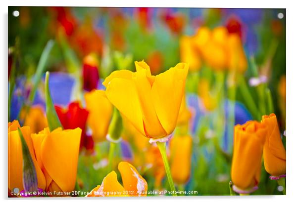 Bright Flower Acrylic by Kelvin Futcher 2D Photography