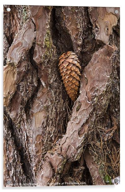 Pine Cone on Tree Trunk Acrylic by John Barrie