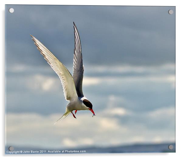 Arctic Tern Acrylic by John Barrie