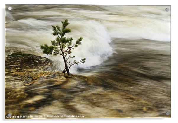 River Tree Acrylic by John Barrie