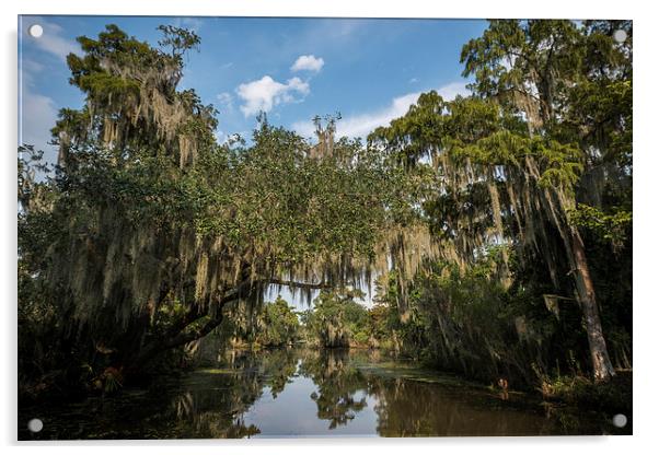  New Orleans Swamps Acrylic by Kieran Brimson