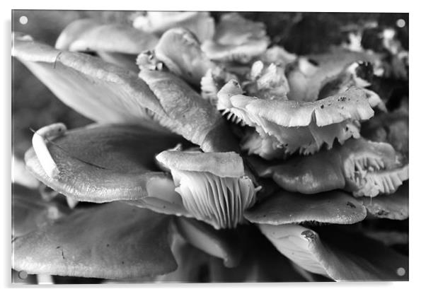 A mushroom mess Acrylic by Beth Hartley