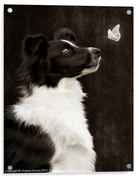 Border Collie with Butterfly Acrylic by Victoria Davies
