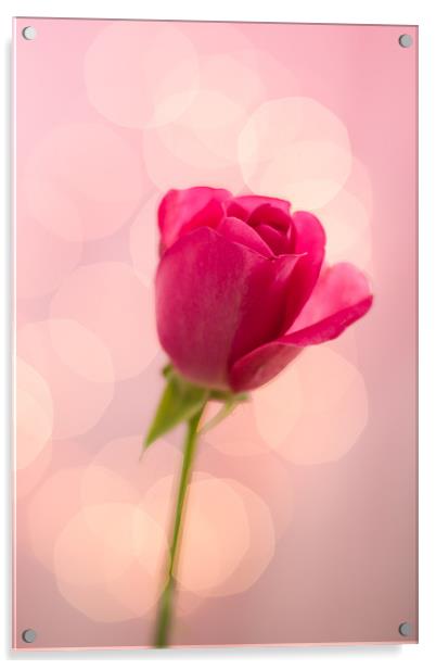 Pink Rose Bokeh Acrylic by Victoria Davies