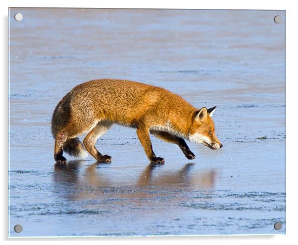 Fox on ice Acrylic by Andrew Haynes