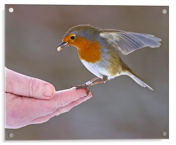 Bird in the hand Acrylic by Andrew Haynes