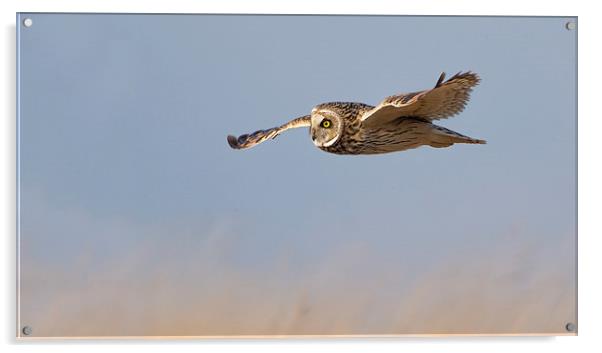 Short Eared Owl Acrylic by Andrew Haynes