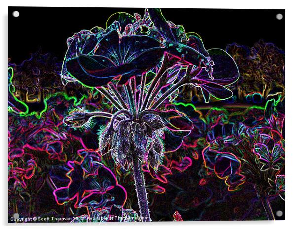 Glowing Flower Acrylic by Scott Thomson