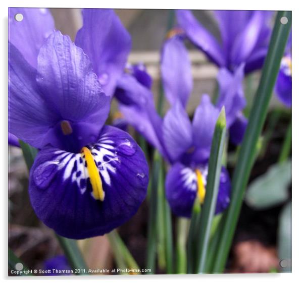 Minature irises Acrylic by Scott Thomson