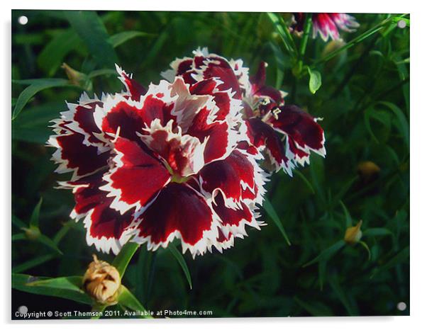 Red Flowers Acrylic by Scott Thomson