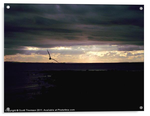 Sunset Seagull Silhouettte Acrylic by Scott Thomson