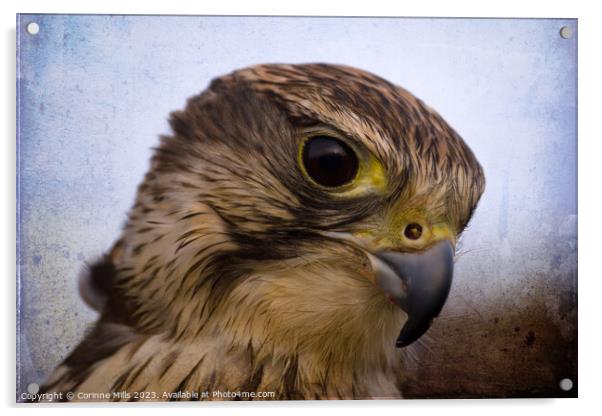 Saker Falcon Acrylic by Corinne Mills