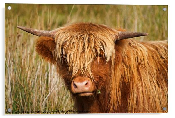 Highland Cow Acrylic by paula smith