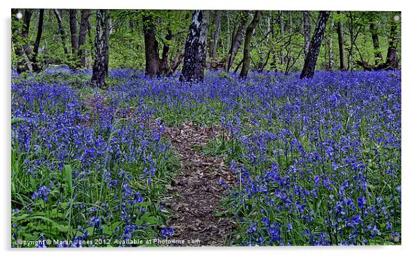 The Bluebells of Kings Wood Acrylic by K7 Photography