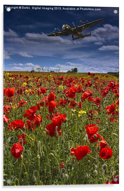 Poppies Acrylic by K7 Photography