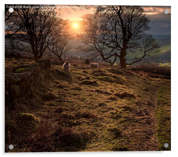 Curious Sheep at Curbar Gap Acrylic by K7 Photography