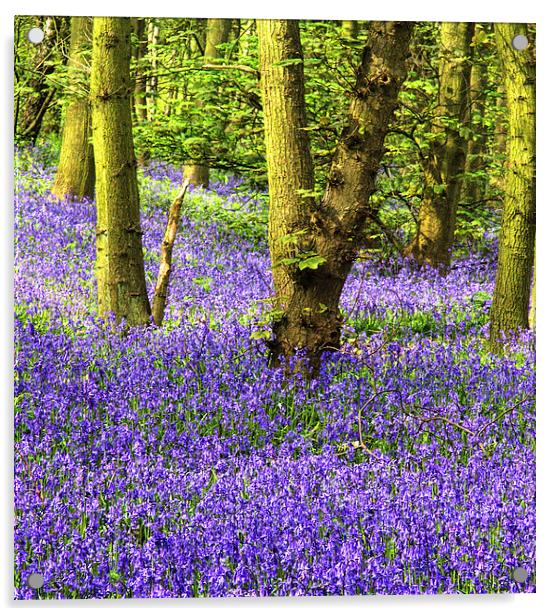 Enchanting Bluebell Woods Acrylic by K7 Photography