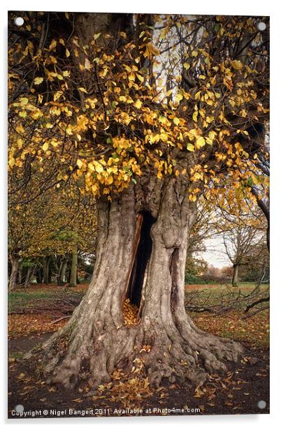 Hollow Tree Acrylic by Nigel Bangert