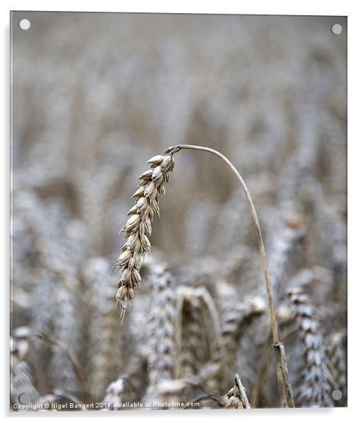 Ripened Barley Acrylic by Nigel Bangert