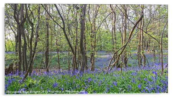 Bluebell Wood Acrylic by Nigel Bangert