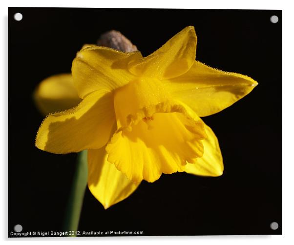 Daffodil Acrylic by Nigel Bangert