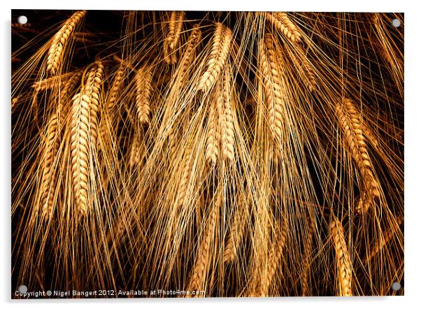Wheat Acrylic by Nigel Bangert