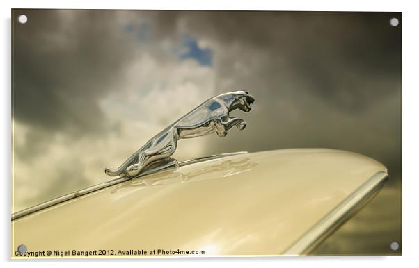 Jaguar Acrylic by Nigel Bangert