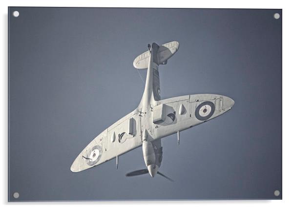 Supermarine Spitfire  Dive Acrylic by Nigel Bangert