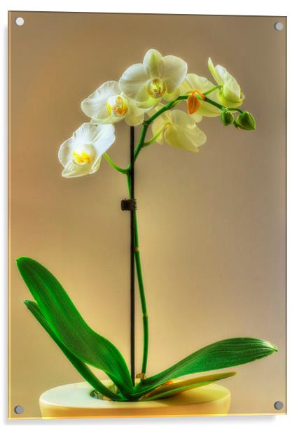 Orchid Acrylic by Nigel Bangert