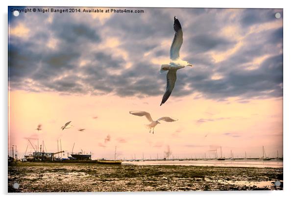  Seagulls Dance at Sunset Acrylic by Nigel Bangert
