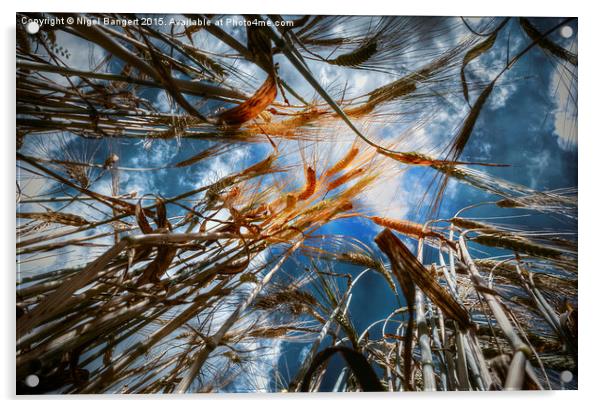  Wheat Field Acrylic by Nigel Bangert