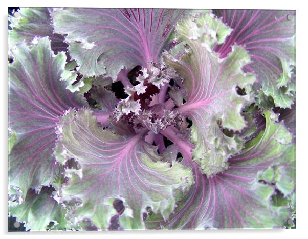 Ornamental cabbage Acrylic by Ali Kernick