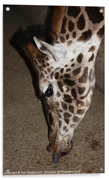 Giraffe's tongue Acrylic by Terri Waters