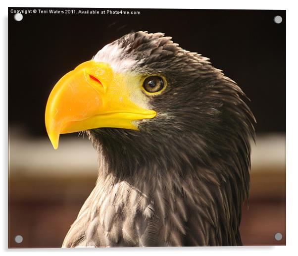 Steller's Sea Eagle (Halliaeetus pelagicus) Acrylic by Terri Waters