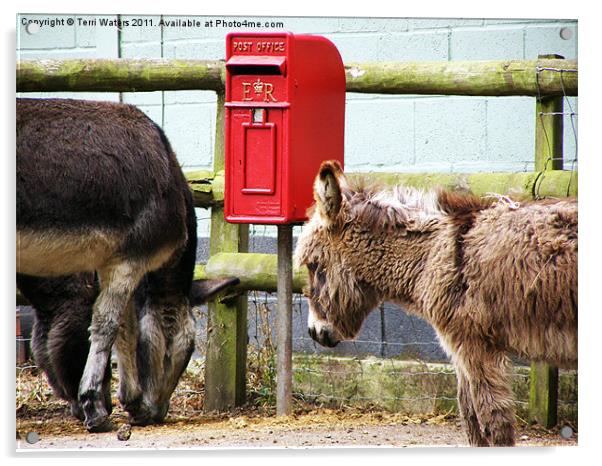 The Donkey's Post Box Acrylic by Terri Waters