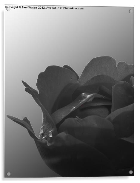 Black rose Acrylic by Terri Waters